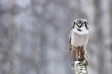 Hawk owl, snowy forest, winter wildlife in Finland. Bird in the nature habitat. Owl sitting on tree trunk.  Birch tree forest with bird.