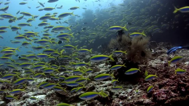 School of fish underwater on background of amazing seabed in Maldives. Unique video footage. Abyssal relax diving. Natural aquarium of sea and ocean. Beautiful animals.