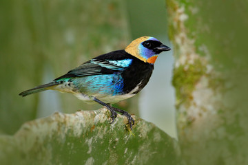 Golden-hooded Tanager, Tangara larvata, exotic tropic blue bird with gold head from Costa Rica. Green moss stick in the forest with bird. Wildlife scene from nature. Tanager sitting on the branch.