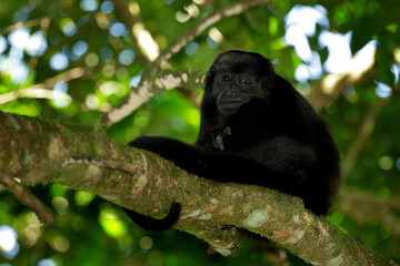 Mantled Howler Monkey Alouatta palliata in the nature habitat. Black monkey in the forest. Black monkey in the tree. Animal in Costa Rica national park. Animal in the tropic forest.