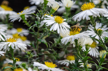 The bee collects the nectar from the field chamomile.