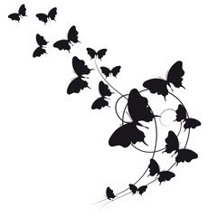 black butterfly, isolated on a white