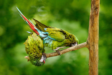 Green parrot Military Macaw, Ara militaris, Costa Rica. Wildlife scene form nature. Animal behaviour in forest. Two parrots on the tree. Animal love, funny image from tropic forest. Pair of birds.