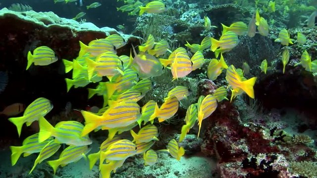 School of Lucian fish striped snappers underwater amazing seabed in Maldives. Unique video footage. Abyssal relax diving. Natural aquarium of sea and ocean. Beautiful animals.