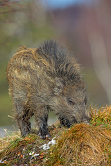 Wild pig, dark wood Germany. Young Wild boar, Sus scrofa, meadow hillock with forest in background, Czech republic, wild pig in winter. Wildlife scene from nature. Snow pig in the nature habitat.