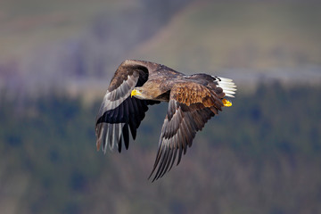 White-tailed Eagle, Haliaeetus albicilla, face flight, bird of prey with forest in background. Animal in the nature habitat, Sweden. Wildlife scene from nature. Eagle fly above the forest meadow.