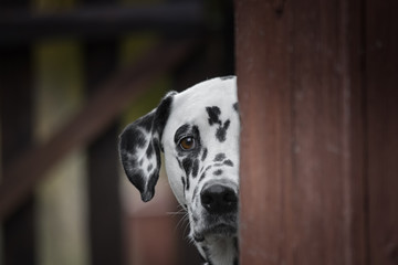 Cute dalmatian dog playing outdoor and hiding - obrazy, fototapety, plakaty