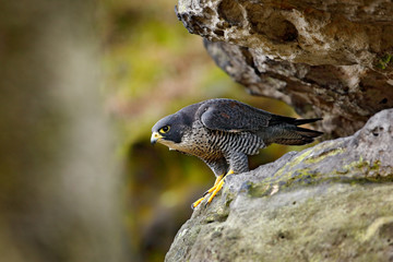 Peregrine Falcon sitting in rock. Rare bird in nature habitat. Falcon in the Czech mountain Ceske Svycarsko National Park. Bird of prey sitting on rocky ledge. Wildlife scene with stone.