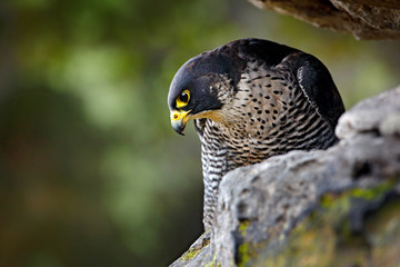 Peregrine Falcon sitting in rock. Rare bird in nature habitat. Falcon in the Czech mountain Ceske Svycarsko National Park. Bird of prey sitting on rocky ledge. Wildlife scene with stone.