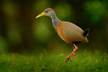 Gray-necked Wood-Rail, Aramides cajanea, walking on the green grass in nature. Heron in the dark tropic forest. Bird in the nature forest habitat. Animal from Costa Rica. Birdwatching in South America