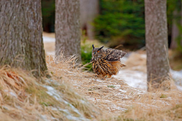Big Eurasian Eagle Owl, bird sitting on the stump in dark forest with grass and first snow. Wildlife scene from nature. Bird in landscape. Wood with animal, Norway. End of autumn with owl.