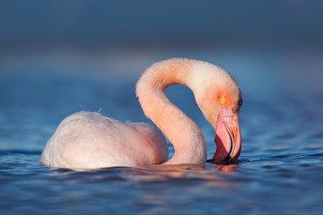 Greater Flamingo, Phoenicopterus ruber, beautiful pink big bird in dark blue water, with evening sun, drops of water on the head, animal in the nature habitat, Camargue, France, Europe.