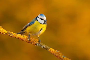 Blue Tit, cute blue and yellow songbird in winter scene, snow flake and nice snow flake and nice lichen branch, Germany, Face portrait. Cute little bird in the nature. Beautiful evening autumn light.