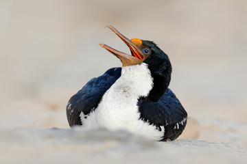 Open bill. Portrait sea bird Imperial Shag. Detail of black and white cormorant with blue eye, Falkland Islands. Head with open bill, cormorant from sea. Water bird. Detail portrait, beautiful bird.