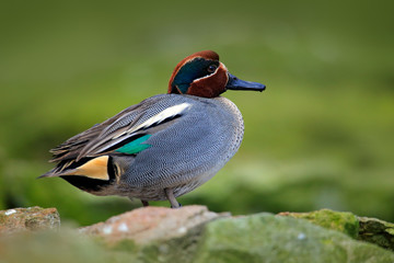Camnon Teal, Anas crecca, nice duck with rusty head, floating on dark green water surface. Splash water with duck. Bird from France. Green water surface.