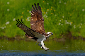  Flying osprey with fish. Action scene with osprey in the nature water habitat. Hunter with fish in fly. Bird of prey with fish in the talon. Animal osprey hunting in the water. Osprey catching fish.