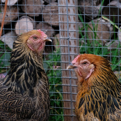 Pair of Brahma chickens in hen house