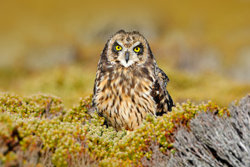 Asio flammeus sanfordi, owl in the nature habitat. Bird with nice evening sun. Short-eared Owl, rare endemic bird from Sea Lion Island, Falkland Islands, Wildlife scene from nature.