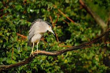 Night heron, Nycticorax nycticorax, grey water bird sitting above the water, Hungary . Bird in rain, green vegetation. Wildlife scene in Europe nature.