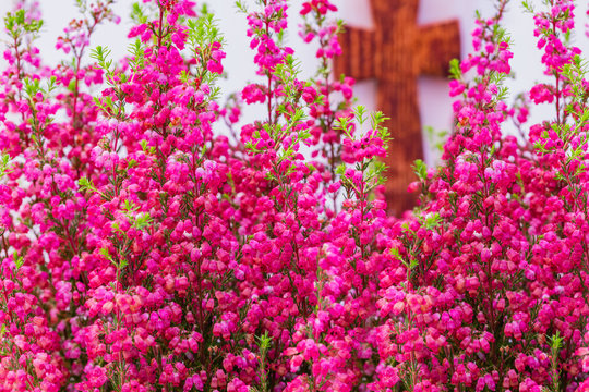 All Saints Day. Erica gracilis on wooden cross background. Pink bell heather shinning small flowers. 