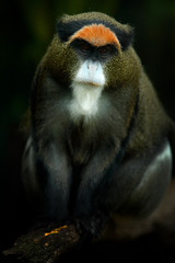 De Brazza's monkey, Cercopithecus neglectus, sitting on tree branch in dark tropic forest. Animal in nature habitat, in forest. Detail portrait of monkey from central Africa. Green wildlife, Cameroon.