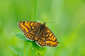 Wild beautiful butterfly, Heath Fritillary, Melitaea athalia, sitting on the green leaves, insect in the nature habitat, spring in the meadow, European wildlife, Czech republic. Spring on the meadow.