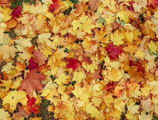 Colored maple leaves falling down. Beautiful view of autumn.