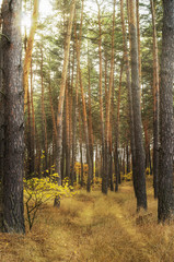 Obraz premium Sun rising over the autumn pine forest; Beautiful landscape for autumn mood as a natural background