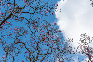 A magnolia tree in bloom against a background of a blue sky with clouds