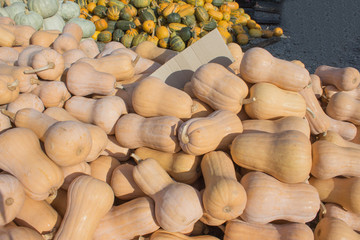 Ripe pumpkins at farmer market in Georgia. Autumn picked pumpkins