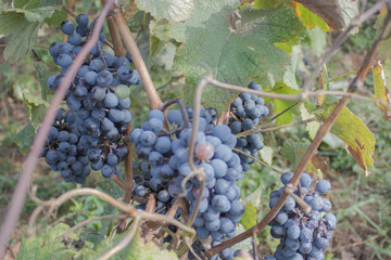 Fototapeta premium Red grapes hanging on a bush in a sunny beautiful day. Sunny bunches of Red wine grape on vineyard