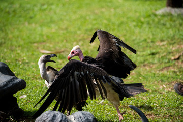 Two black vultures fighting in the park