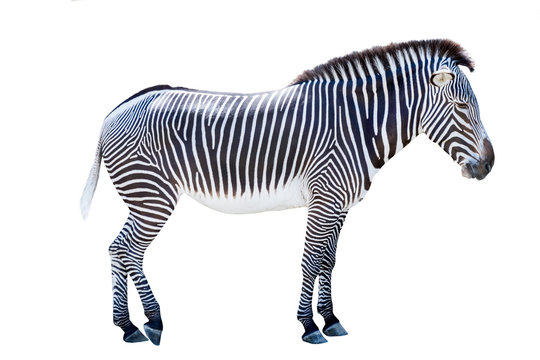 Profile photo of a zebra isolated on white background