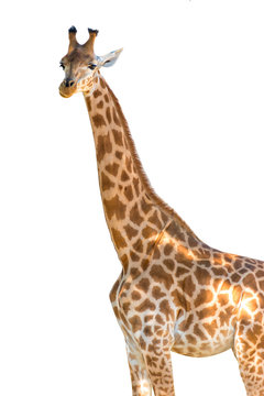 Profile photo of a giraffe isolated on white background