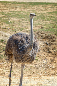 African ostrich standing and looking at the camera