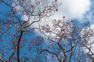 A magnolia tree in bloom against a background of a blue sky with clouds
