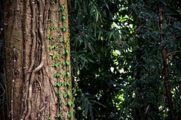 A beautiful tree close-up