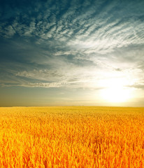 Naklejka premium Wheat field against a blue sky