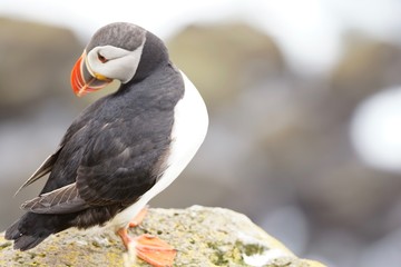 Papageientaucher an den Klippen von Latrabjarg - Westfjorde / Island