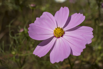 Fototapeta premium Sensation; Cosmos Bipinnatus; Fully Bloomed Pink Cosmos at Garden in October