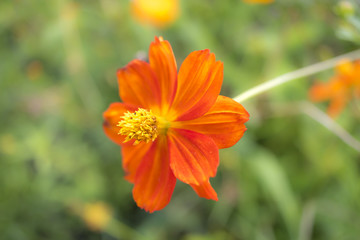 Sunny Red; Cosmos Sulphureus; Fully Bloomed Red Cosmos in August