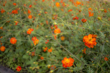 Sunny Red; Cosmos Sulphureus; Fully Bloomed Red Cosmos in August