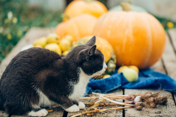 Autumn harvest, cat is guarding the vegetables, close-up