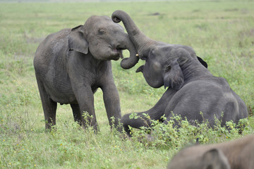 Fototapeta na wymiar elephant playing on meadow