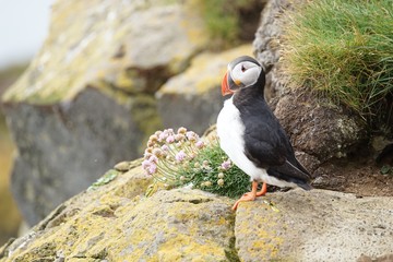 Papageientaucher an den Klippen von Latrabjarg - Westfjorde / Island