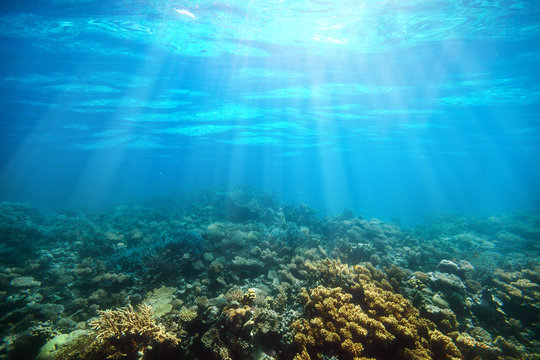Fototapeta Podwodna rafa koralowa na morzu czerwonym