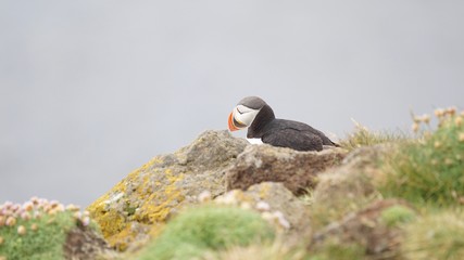 Papageientaucher an den Klippen von Latrabjarg - Westfjorde / Island
