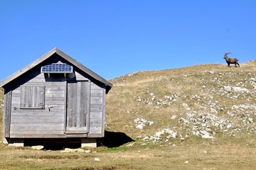 Cabane en bois et bouquetin