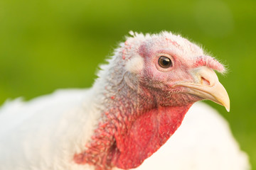 Puten auf dem Biohof
