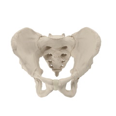 Male Pelvis Skeleton on white. 3D illustration - 176960978